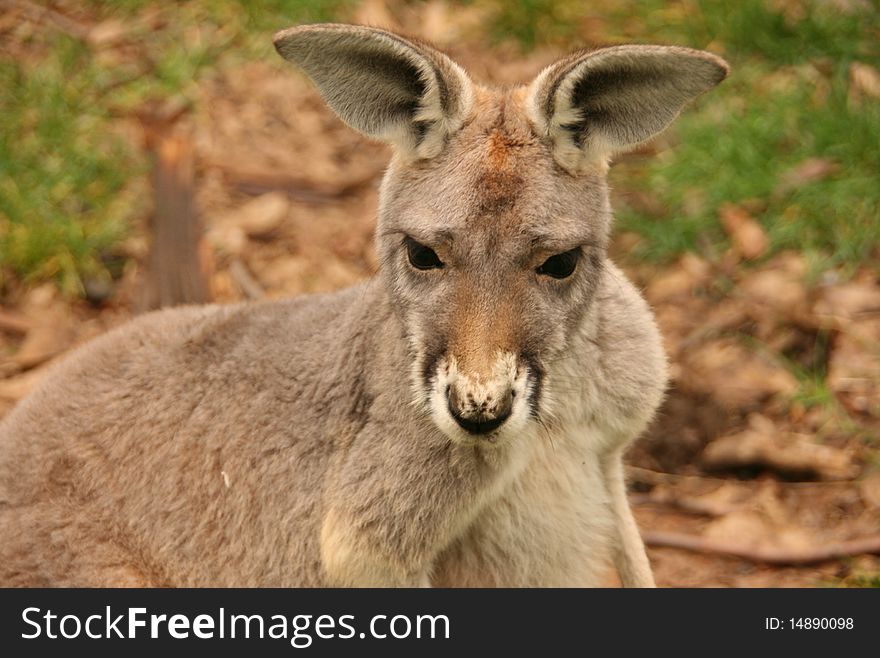 Picture of the head of a kangaroo