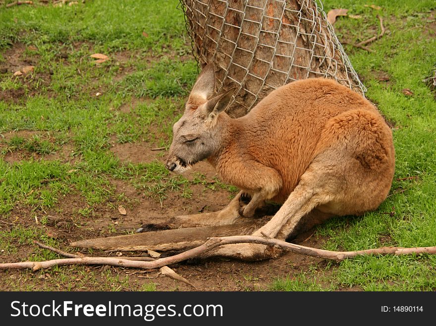 Picture of a kangaroo near a tree