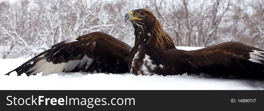 Hunting of a golden eagle