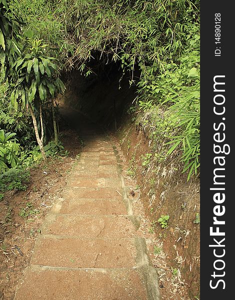 The forest walk that resembles a tree tunnel. The forest walk that resembles a tree tunnel.