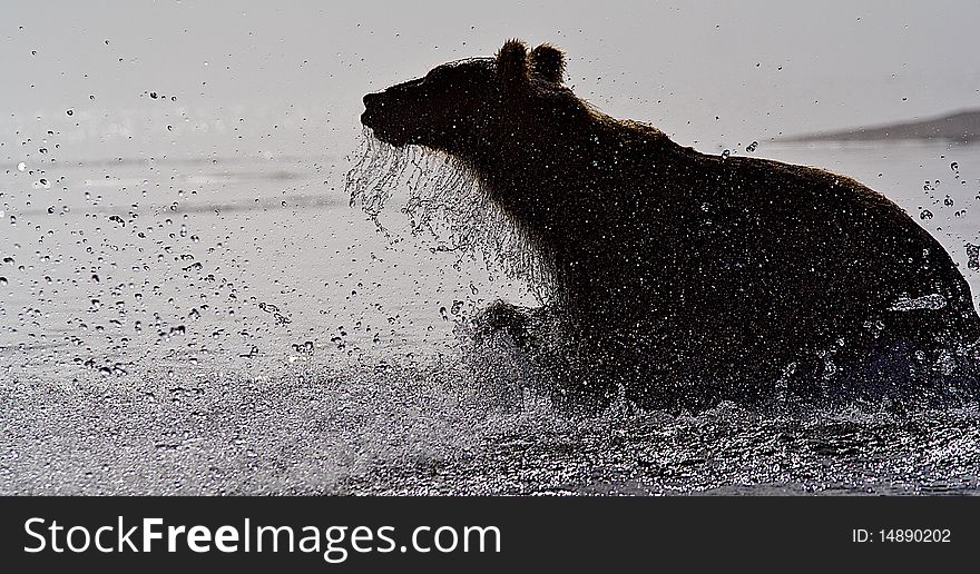 The brown bear catches a salmon
