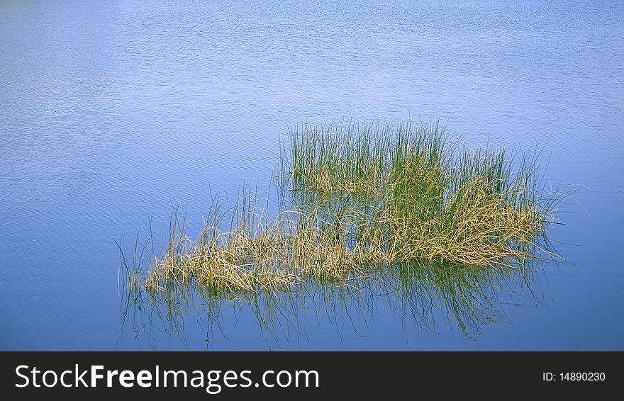 Water plants. Grass in lake water