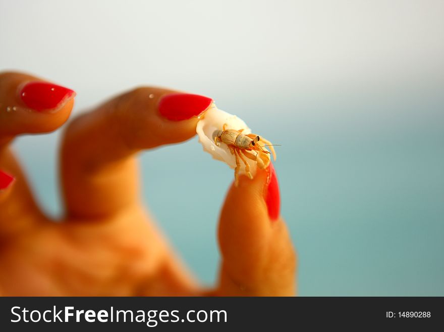 A little hermit crab is struggling. You will see many of them on the beach of Maldives.