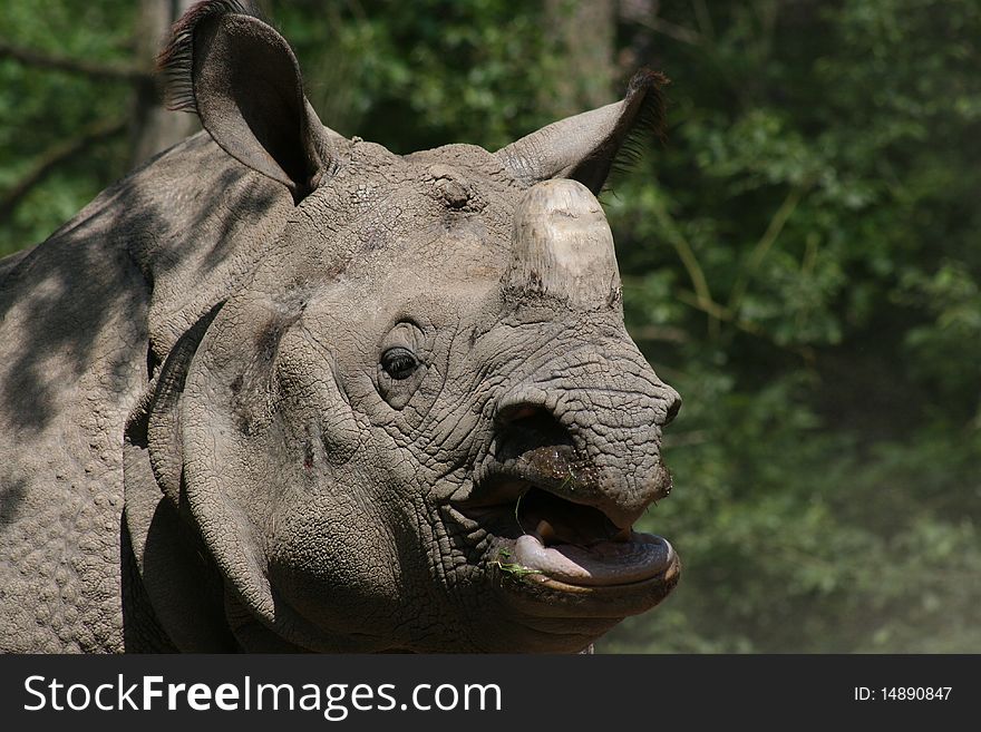 Close-up of a plated rhinoceros