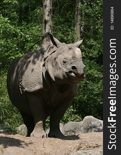 Plated rhinoceros standing in a zoo