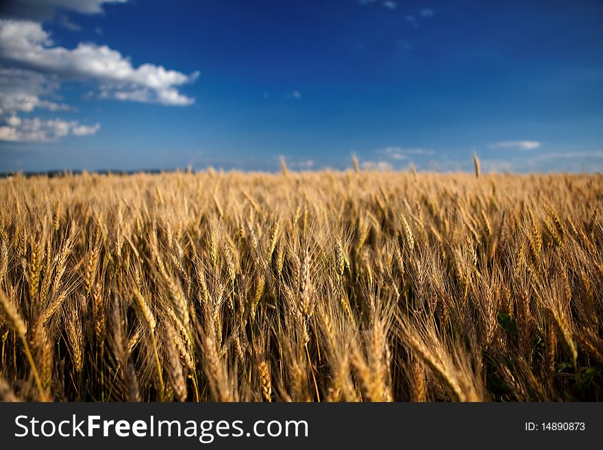 Within a beautiful Hungarian grain field. Within a beautiful Hungarian grain field