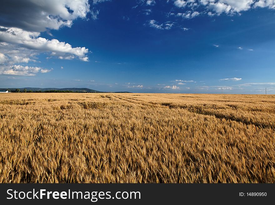 a beautiful Hungarian grain field next to pÃ©cs. a beautiful Hungarian grain field next to pÃ©cs