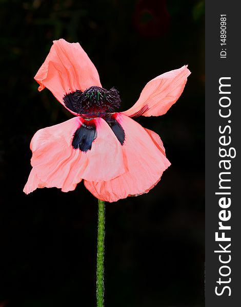 Pink Poppy with black background