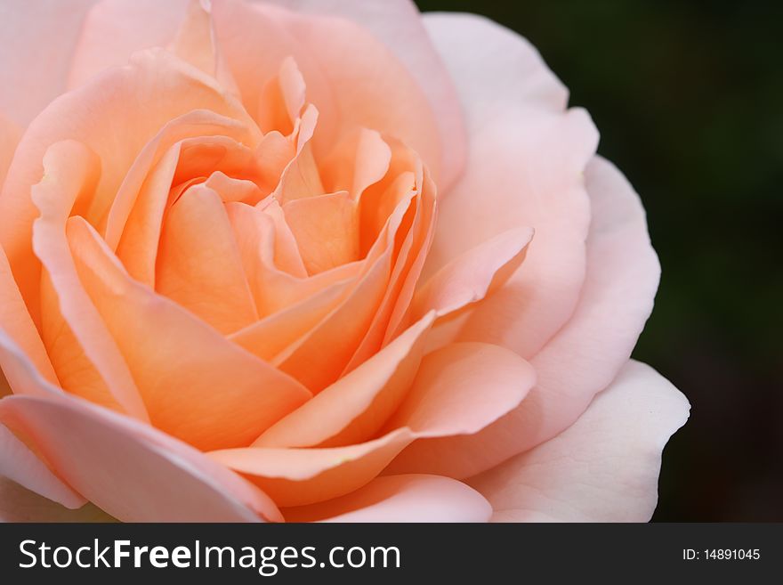 Apricot coloured Rose with black background