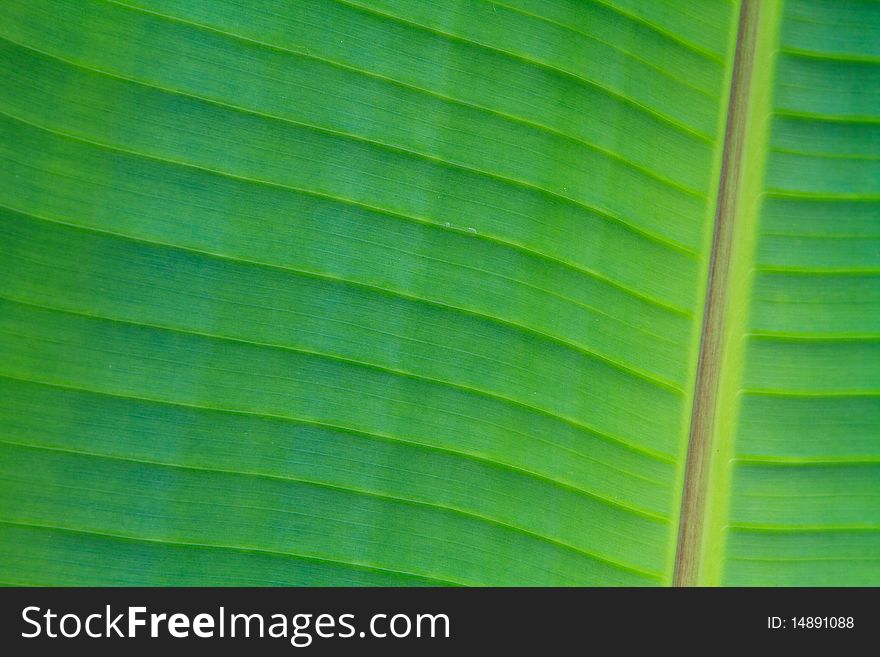 Texture banana leaf close up. Texture banana leaf close up