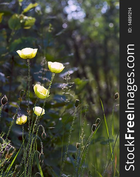 Yellow poppies shone on the sun