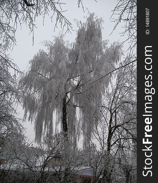 Winter tree in hoarfrost, snow, winter