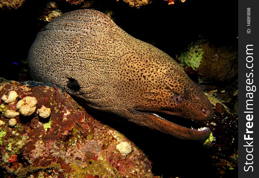 Giant moray