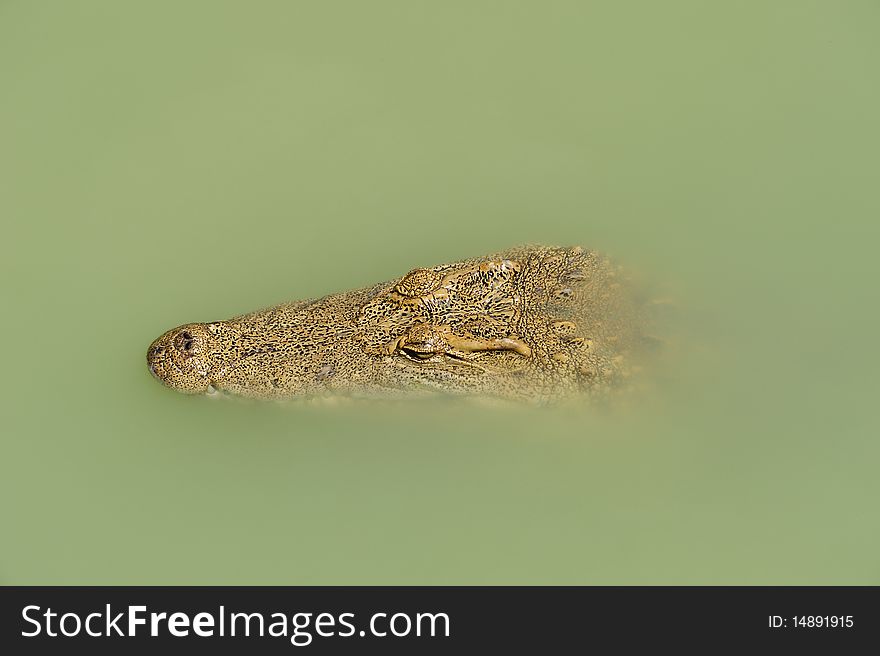 Crocodile floats in a river waiting for pray. Crocodile floats in a river waiting for pray