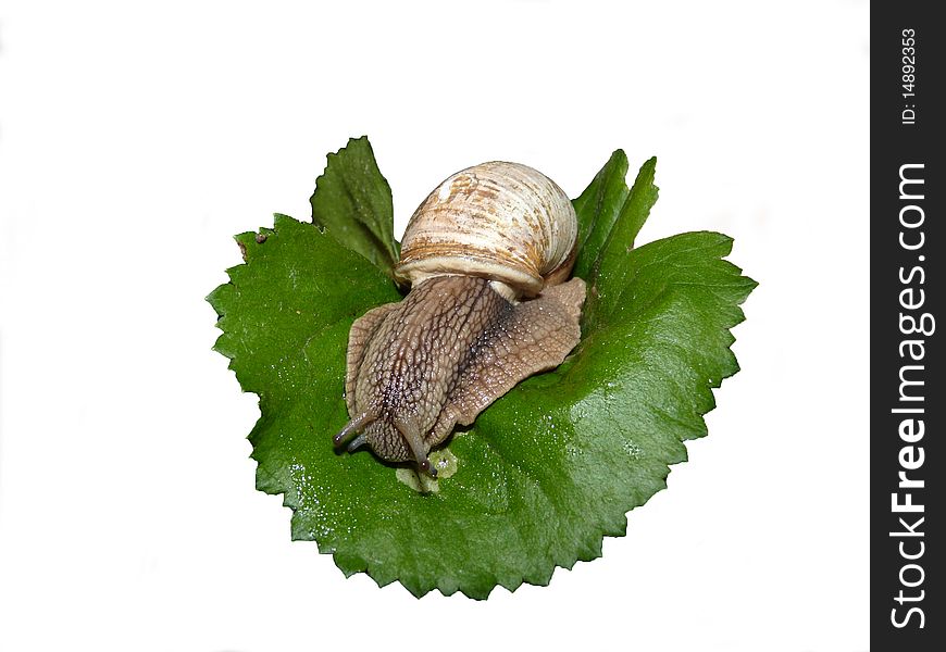 Cameo-shell slowly moving on the foliage leaf