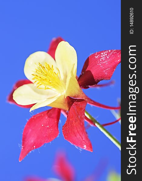 Aquilegia on a blue background