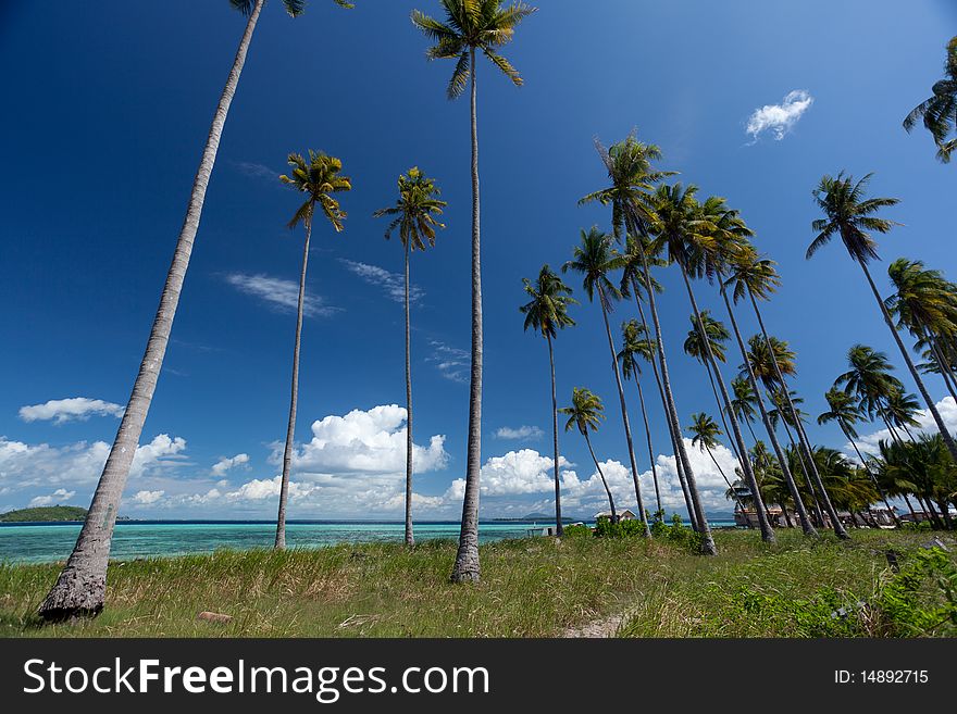 Beautiful Beach And Coconut Trees