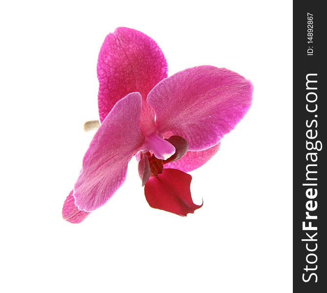 Single flower of Purple Orchid over white