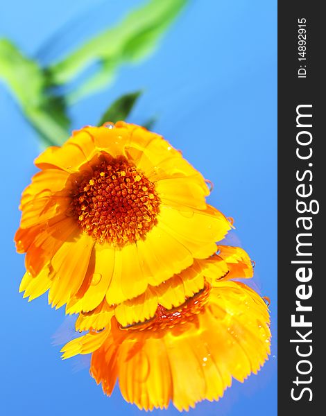 Calendula on a blue background