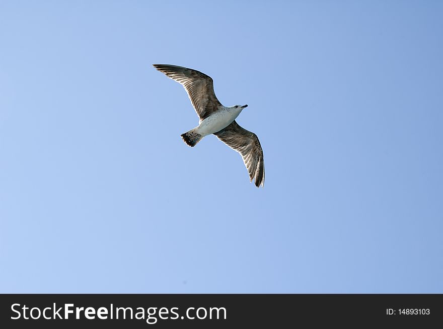 Flying Seagull photo for a background object