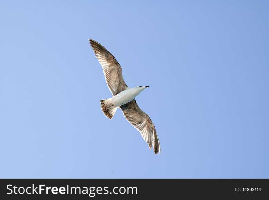 A flying seagull for a background object