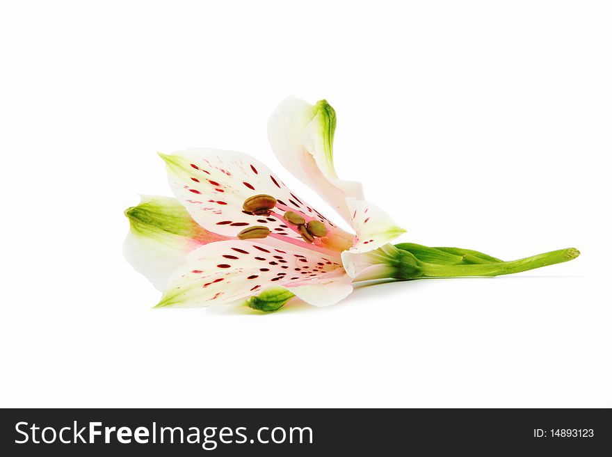 Flower Arrangement on a white background