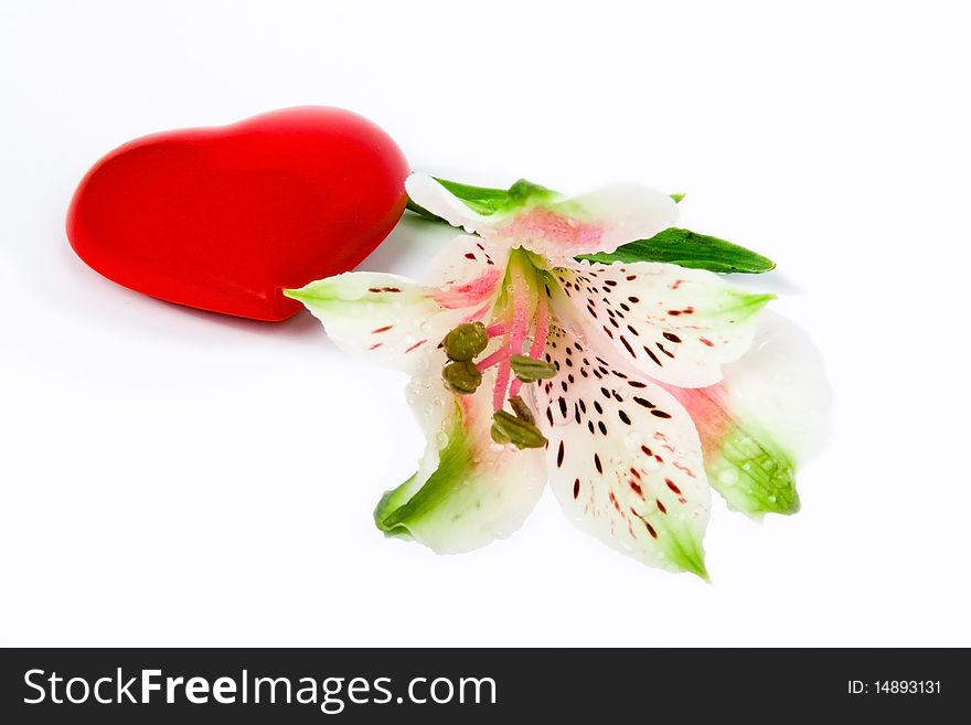 Flower Arrangement on a white background