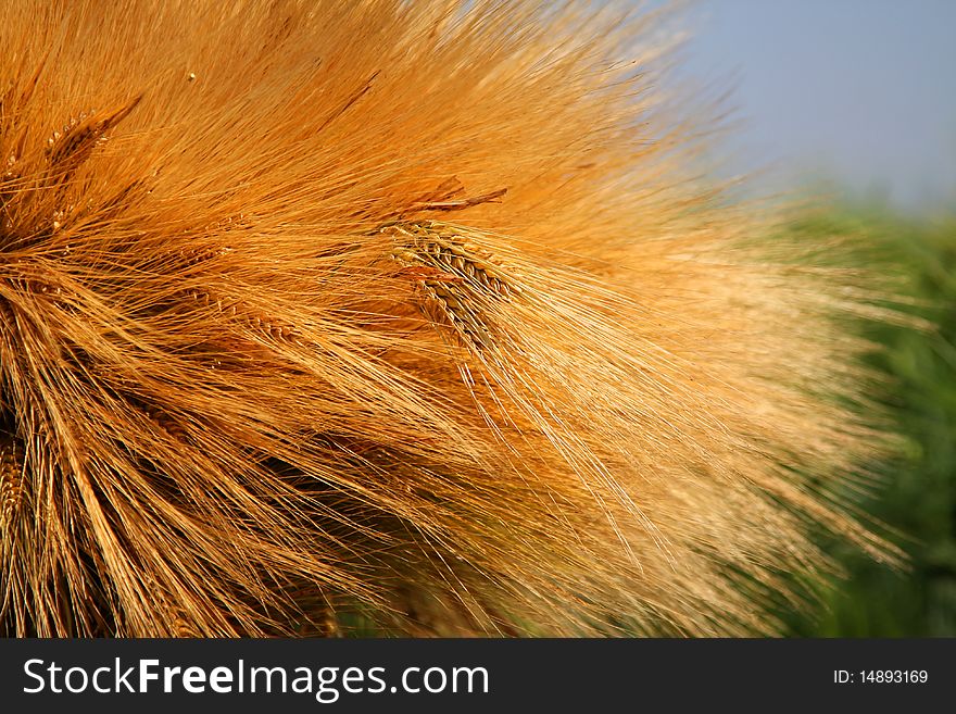 Ripe sheaf of barley or wheat on a background of green field. Ripe sheaf of barley or wheat on a background of green field