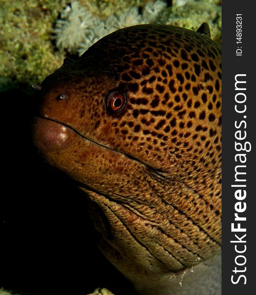 Giant Moray