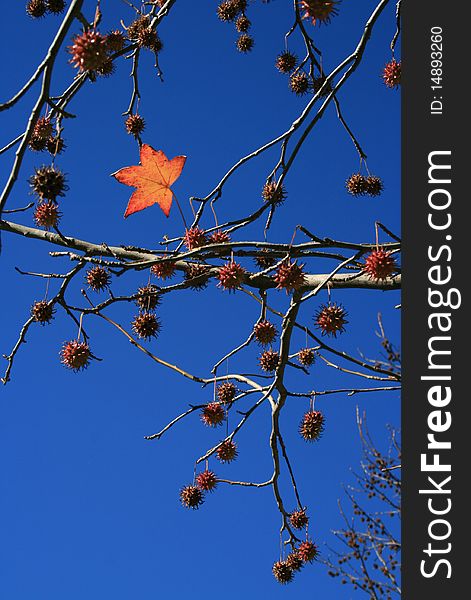 Spiky seed balls on tree with single red autumn leaf. Spiky seed balls on tree with single red autumn leaf