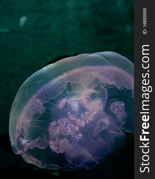 Moon Jelly Fish