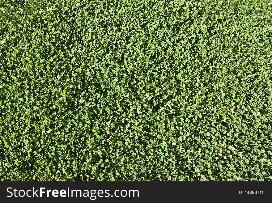 Green grass background . Wide pictures and nice