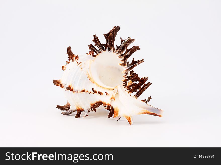 Sea cockleshell on an isolated white background