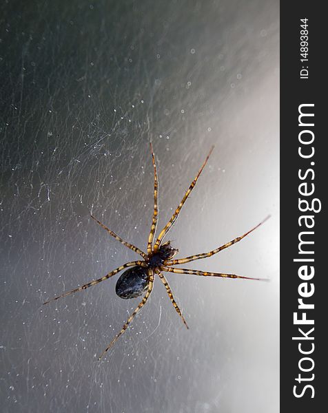Backlit translucent macro spider on its web. Backlit translucent macro spider on its web.