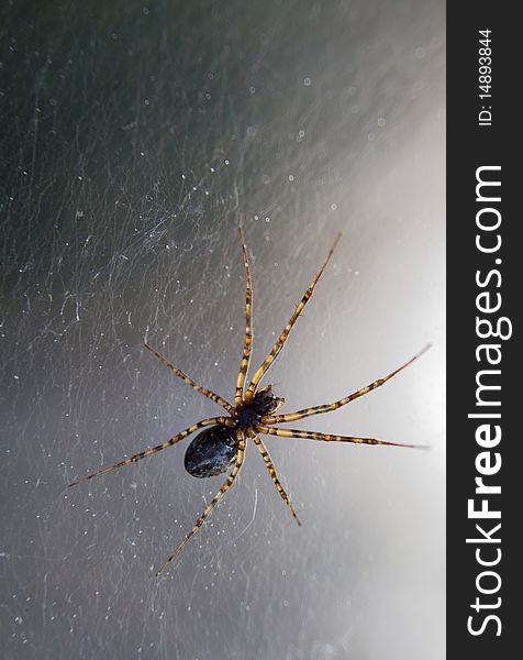 Translucent spider on web