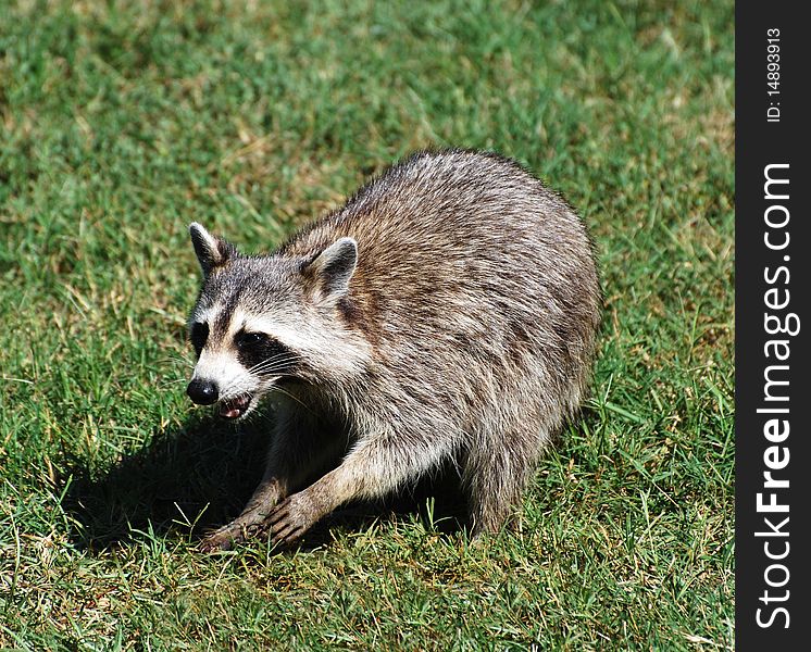 Raccoon in neighborhood yard in the middle of day