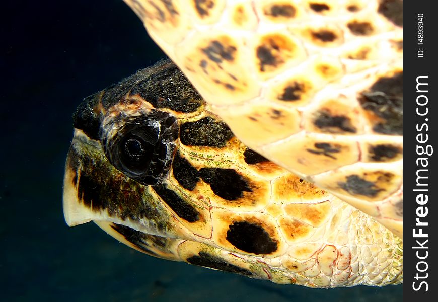 Hawksbill Turtle