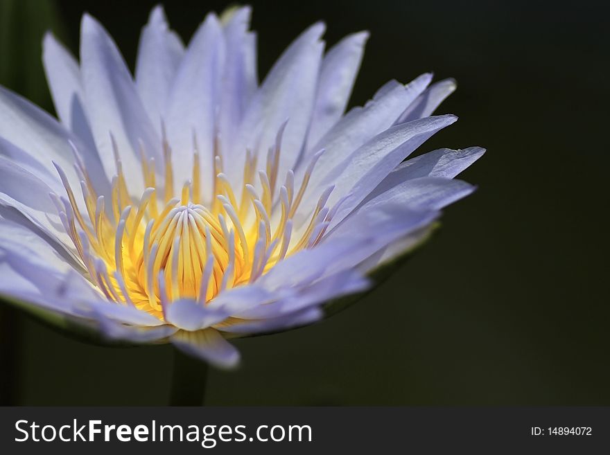 Lotus purple background with black.