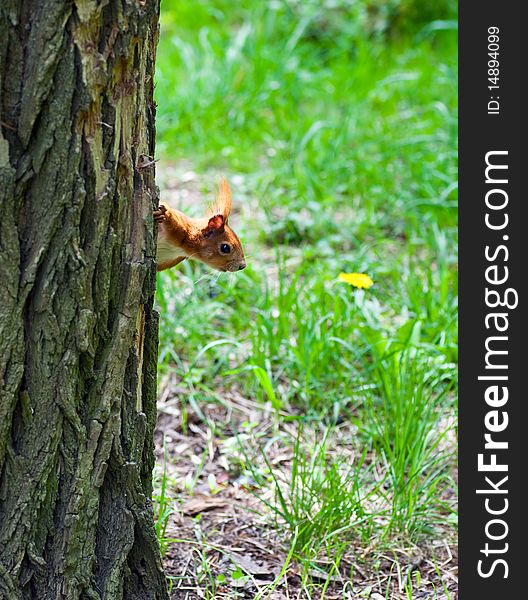 Squirrel peeking curiously from behind the tree learning environment. Squirrel peeking curiously from behind the tree learning environment