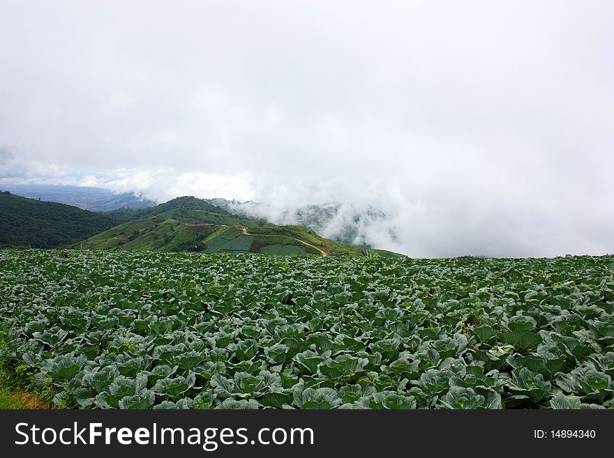 Landscape with cabbage field and dramatic sky