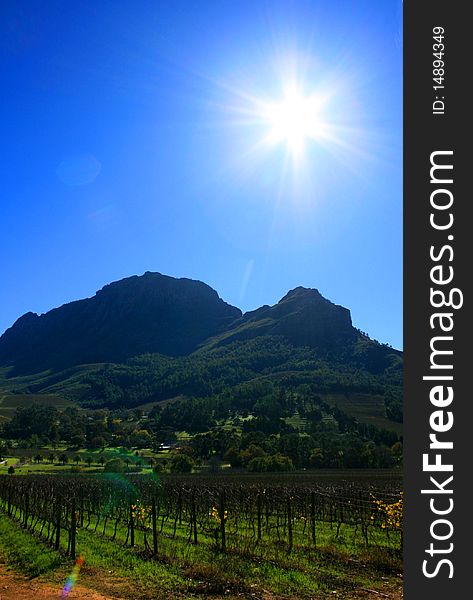 Vineyards in Franschhoek during the winter. Vineyards in Franschhoek during the winter