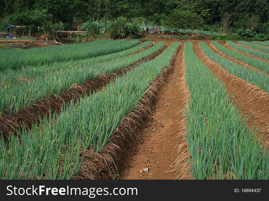 Rows of scallion in the countryside
