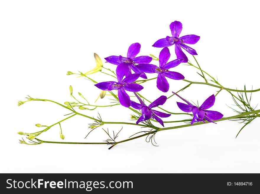 Flower Arrangement on a white background