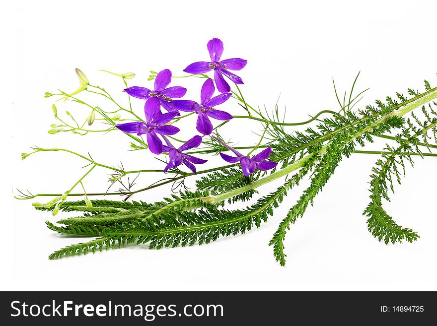 Flower Arrangement on a white background