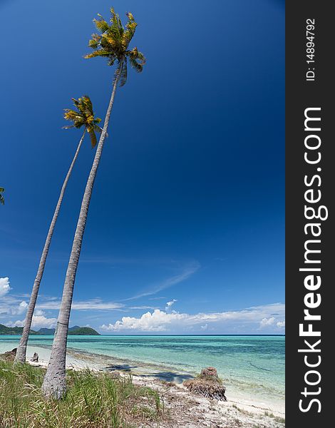 Beautiful beach and coconut trees