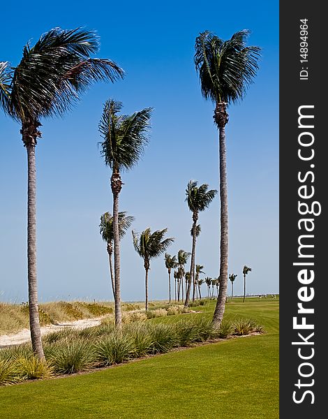 Golf Course in Florida with Palm Trees