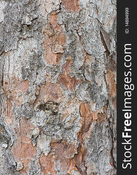 Grey bark of pine-tree with brown spots. Grey bark of pine-tree with brown spots