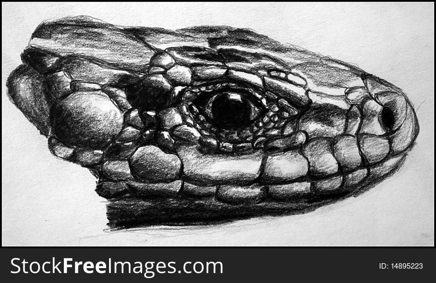 Detail charcoal representation of a lizard's head. Detail charcoal representation of a lizard's head