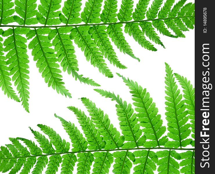 Close up fern leaf isolated on white