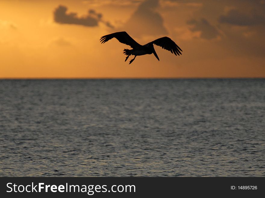 A pelican is flying in Floridian sky at sunset. A pelican is flying in Floridian sky at sunset
